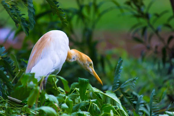 Egret Sığırı ya da Bubulcus Ibis olarak da bilinir. Böcek ve haşere için bitkilerin yakınında sıkıca durur.