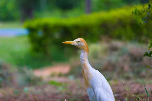 Bovinos Egret Conhecido Como Bubulcus Ibis Firmemente Perto Das Plantas — Fotografia de Stock