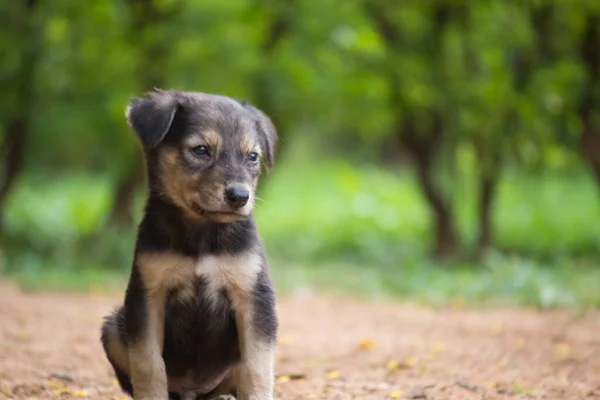 Bonito Cachorro Branco Posando Olhando Para Câmera Outdoor Parque Verão — Fotografia de Stock