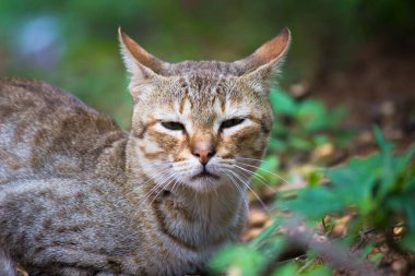  Sarı gözlü ve bıyıklı sevimli kedi portresi, hoş yumuşak, tüylü, düz kulaklı uzun saçlı kedi. Uzayı kopyala, kapat, arkaplan. Tapılası evcil hayvan konsepti.