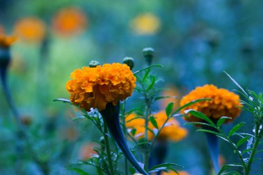 Tagetes, Asteraceae familyasından yıllık veya uzun ömürlü bir bitki cinsidir. İngilizcede kadife çiçeği olarak bilinen çeşitli bitki grupları arasındadırlar. Tagetes cinsi Carl Linnaeus tarafından 1753 yılında tanımlanmıştır..