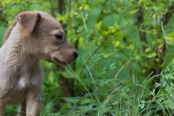 Bonito Cachorro Branco Posando Olhando Para Câmera Outdoor Parque Verão — Fotografia de Stock