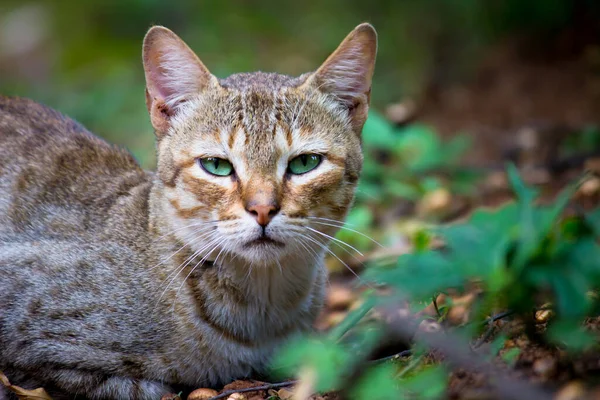 Retrato Gato Aspecto Lindo Con Ojos Bigotes Amarillos Bonito Gatito — Foto de Stock