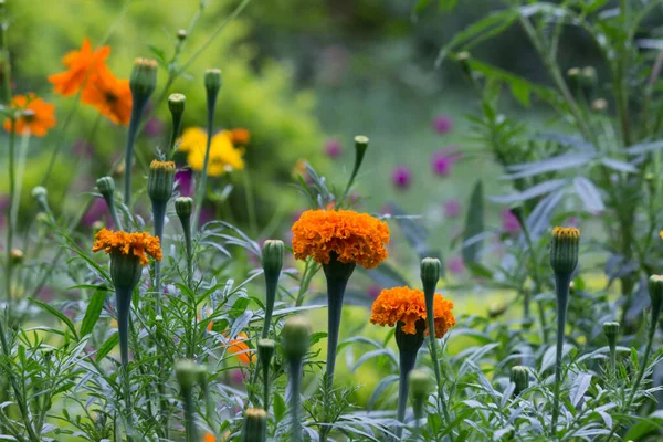 Tagetes Genus Annual Perennial Mostly Herbaceous Plants Sunflower Family Asteraceae — Stock Photo, Image