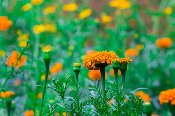 Tagetes Género Plantas Herbáceas Perteneciente Familia Asteraceae Encuentran Entre Varios —  Fotos de Stock