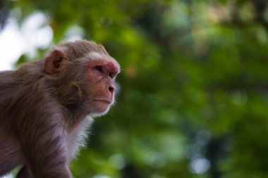Rhesus makakları, kırmızı yüzlü ve arkalı maymunlar ya da kahverengi primatlar olarak bilinen Macaca veya Mullata maymunlarıdır.