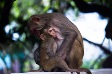  Rhesus makakları, kırmızı yüzlü ve arkalı maymunlar ya da kahverengi primatlar olarak bilinen Macaca veya Mullata maymunlarıdır.