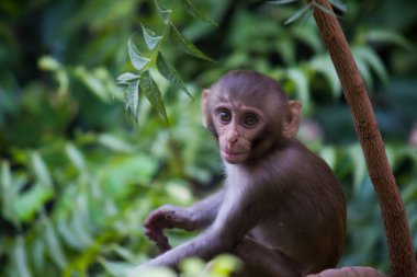  Rhesus makakları, kırmızı yüzlü ve arkalı maymunlar ya da kahverengi primatlar olarak bilinen Macaca veya Mullata maymunlarıdır.