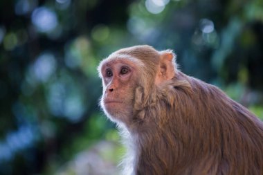  Rhesus makakları, kırmızı yüzlü ve arkalı maymunlar ya da kahverengi primatlar olarak bilinen Macaca veya Mullata maymunlarıdır.