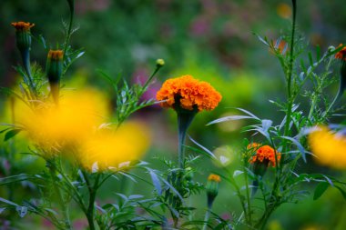 Tagetes, Asteraceae familyasından yıllık veya uzun ömürlü bir bitki cinsidir. 