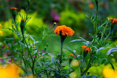 Tagetes, Asteraceae familyasından yıllık veya uzun ömürlü bir bitki cinsidir. 