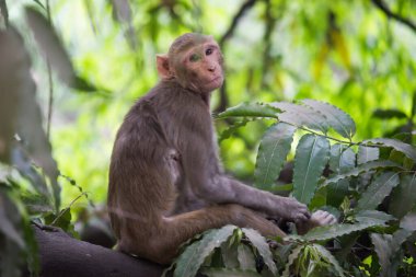 Rhesus makakları tanıdık kahverengi primatlardır. Kırmızı yüzlü ve arkası olan maymunlar da doğal ortamında ağaç dalında oturan Macaca veya Mullata olarak bilinir.
