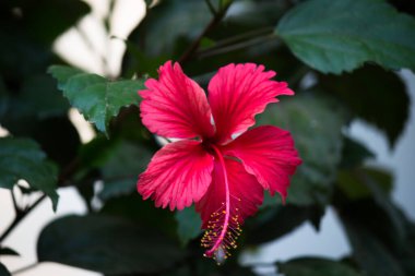 Malvaceae familyasından Hibiscus çiçeği. Hibiscus rosa-sinensis, bilinen adıyla Ayakkabı Çiçeği veya halk dilinde Çin amblemi, Çin gülü, Hawaii amblemi, gül gülü ve bahar aylarında çiçek açan ayakkabı siyahı bitki.