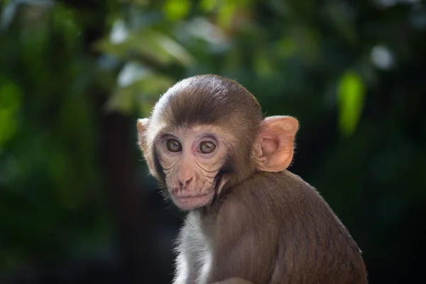 Een Schattige Rhesus Makaak Aap Zijn Bekende Bruine Primaten Apen — Stockfoto