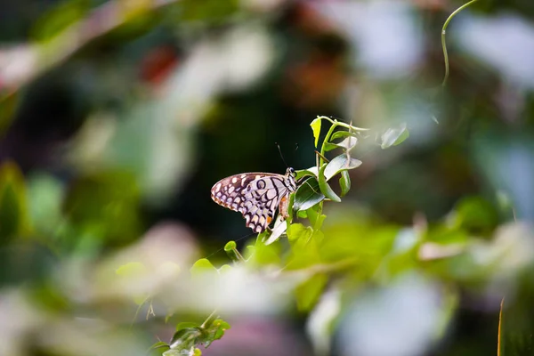 Papilio Demoleus Est Papillon Commun Tilleul Hirondelle Répandue Est Également — Photo