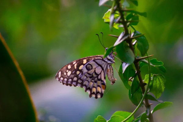 Papilio Demoleus Uma Borboleta Limão Comum Rabo Andorinha Generalizado Também — Fotografia de Stock