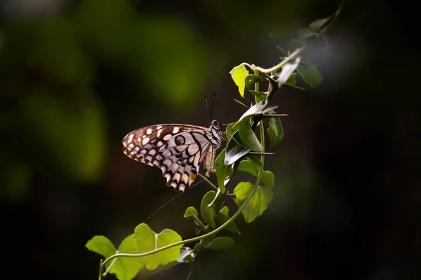 Papilio Demoleus Vanlig Lime Fjäril Och Utbredd Svälja Svans Det — Stockfoto