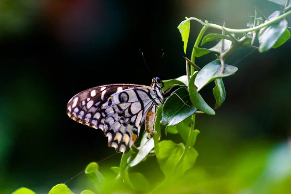 Papilio Demoleus Uma Borboleta Limão Comum Rabo Andorinha Generalizado Também — Fotografia de Stock