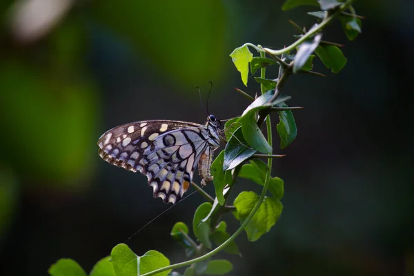 Papilio Demoleus Vanlig Lime Fjäril Och Utbredd Svälja Svans Det — Stockfoto