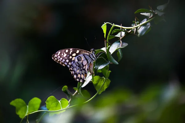 Papilio Demoleus Поширеним Лимонним Метеликом Широко Вживаним Ластівковим Хвостом Він — стокове фото