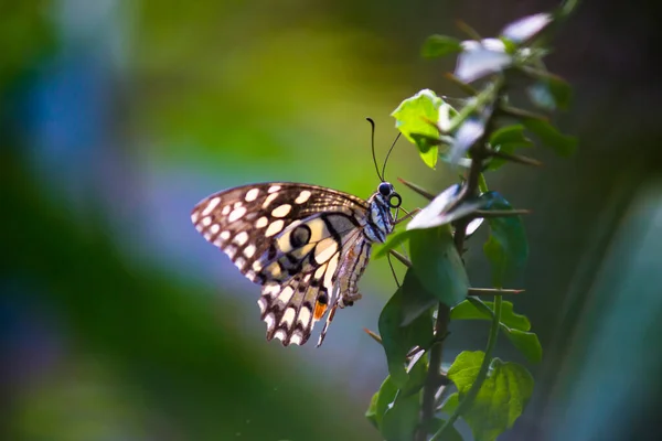 Papilio Demoleus Обыкновенная Бабочка Лайма Широко Распространенный Ластохвост Известен Лемонная — стоковое фото