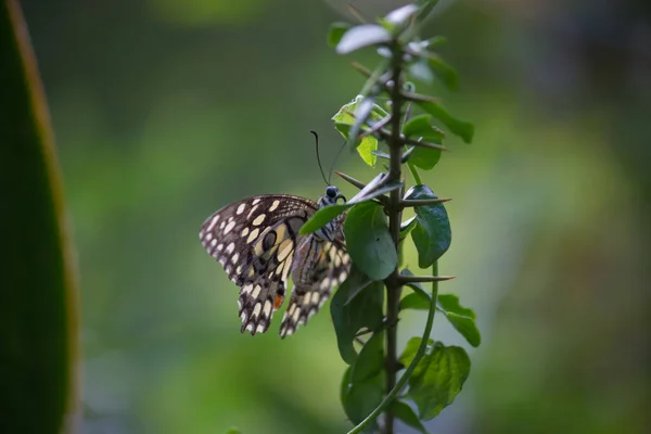 Papilio Demoleus Обыкновенная Бабочка Лайма Широко Распространенный Ластохвост Известен Лемонная — стоковое фото