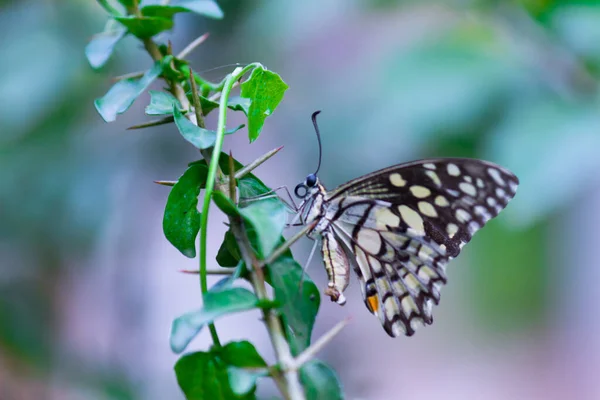 Papilio Demoleus Una Comune Farfalla Calce Coda Forcuta Diffusa Anche — Foto Stock