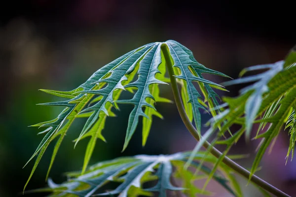 Тропічні Рослини Листя Тропічних Лісів Кущі Карлики Зелене Листя Філодендрони — стокове фото