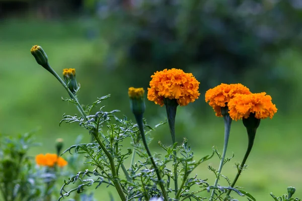 Tagetes Género Plantas Herbáceas Familia Asteraceae Plena Floración Ambiente Natural — Foto de Stock