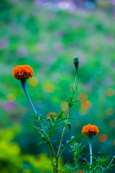 Tagetes Genus Annual Perennial Mostly Herbaceous Plants Sunflower Family Asteraceae — Stock Photo, Image