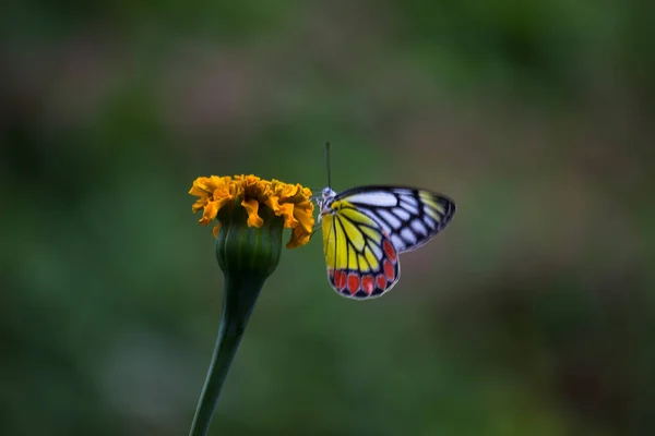  Güzel bir Jezebel Kelebeği (Delias Eucharis) Marigold çiçeklerinin üzerinde, bulanık yeşil bir arka planda renkli kanatların yakın bir yan görüntüsü olan Hyderabad, Hindistan 'da oturmaktadır.