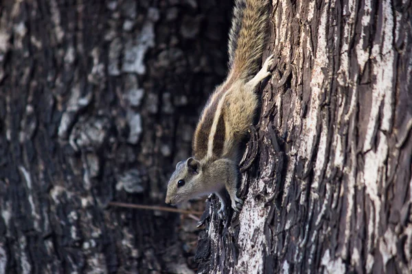 Esquilo Roedor Também Conhecido Como Esquilo Tronco Árvore Fundo Bonito — Fotografia de Stock