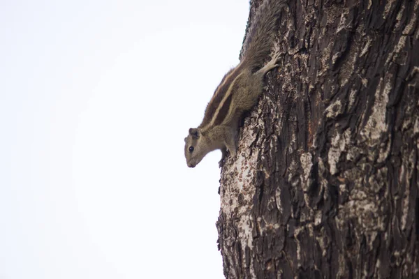 リスまたはロダンまたはチプムンクとも呼ばれ 柔らかいぼやけた美しい背景の木の幹にあります — ストック写真
