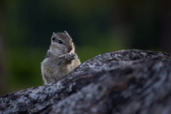 松鼠或啮齿动物 或也被称为奇普穆克 在树干上柔软而模糊的美丽背景下 — 图库照片