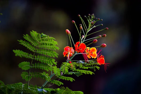 Flam Boyant Flame Tree Royal Poinciana Con Fiori Arancio Nel — Foto Stock