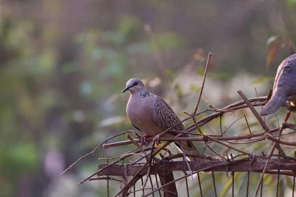 Columbidae Lub Gołąb Europejski Spoczywający Lesie — Zdjęcie stockowe