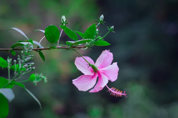 Hibiscus flower in the mallow family, Malvaceae. Hibiscus rosa-sinensis, known as the Shoe Flower or colloquially as Chinese hibiscus, China rose, Hawaiian hibiscus, rose mallow  and shoe black plant in full bloom during springtime