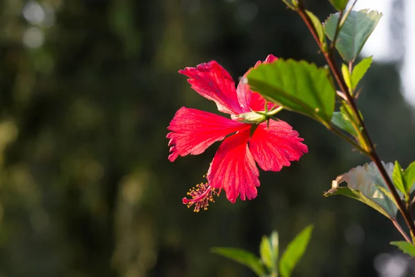 Hibiscus flower in the mallow family, Malvaceae. Hibiscus rosa-sinensis, known as the Shoe Flower or colloquially as Chinese hibiscus, China rose, Hawaiian hibiscus, rose mallow  and shoe black plant in full bloom during springtime