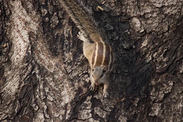 Ardilla Roedor También Conocido Como Ardilla Tronco Del Árbol Suave — Foto de Stock