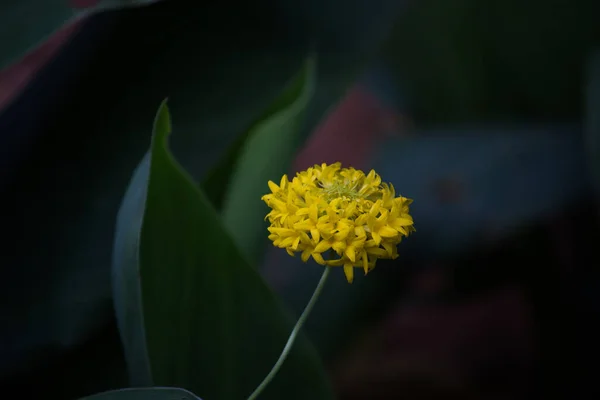 石榴或金银花或毛毯花 红色黄花盛开 在印度的一个公园里 常见的毛毯花开花植物 — 图库照片