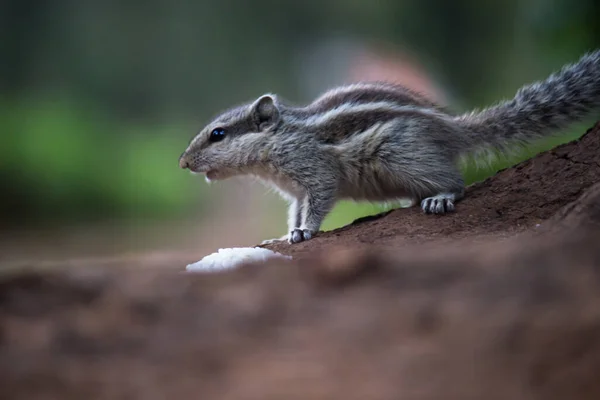 กระรอกหร Rodent นในช Chipmunk บนต นไม ในพ นหล สวยงามเบลออ — ภาพถ่ายสต็อก