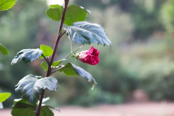 Hibiscus flower in the mallow family, Malvaceae. Hibiscus rosa-sinensis, known as the Shoe Flower or colloquially as Chinese hibiscus, China rose, Hawaiian hibiscus, rose mallow  and shoe black plant in full bloom during springtime