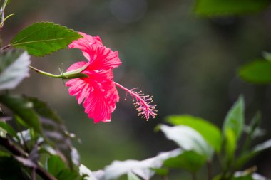  Parlak güneşli bir günde bahçede çiçek açar.