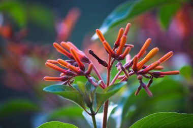 Verimli kırmızı yıldız şekilli çiçek kümeleri bahardan açık bir konteynırda ya da bahçe yatağında büyüyen donlara kadar. Ruby Glow nektar bakımından zengin eski bir tür. 