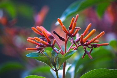 Verimli kırmızı yıldız şekilli çiçek kümeleri bahardan açık bir konteynırda ya da bahçe yatağında büyüyen donlara kadar. Ruby Glow nektar bakımından zengin eski bir tür. 