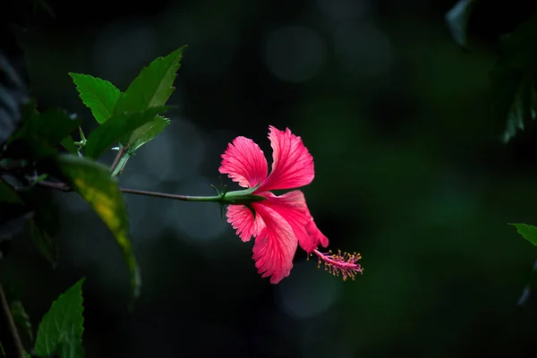 モールベ科のハイビスカスの花です 中国のハイビスカス 中国のハイビスカス ハワイのハイビスカス バラの芝生として知られているハイビスカスのRosa Sinensisは 春の間に満開の芝生と黒い靴の植物をバラしました — ストック写真