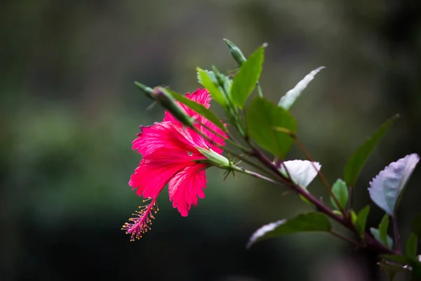 Цветок Гибискуса Малой Семье Мальвовые Hibiscus Rosa Sinensis Известный Цветок — стоковое фото