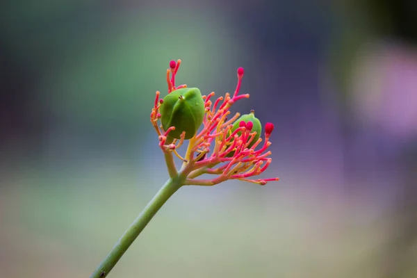 Flor Plena Flor Jardim Dia Ensolarado Brilhante — Fotografia de Stock