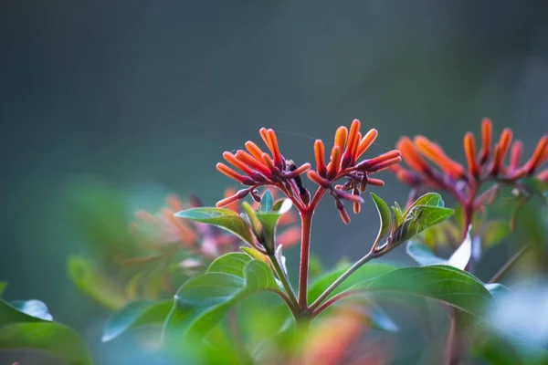 Los Racimos Prolíficos Flores Rojas Forma Estrella Florecen Desde Primavera — Foto de Stock