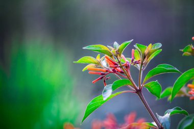 Verimli kırmızı yıldız şekilli çiçek kümeleri bahardan açık bir konteynırda ya da bahçe yatağında büyüyen donlara kadar. Ruby Glow nektar bakımından zengin eski bir tür. 